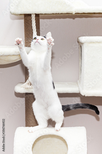 Foto White breedless cat plays on the complex for cats