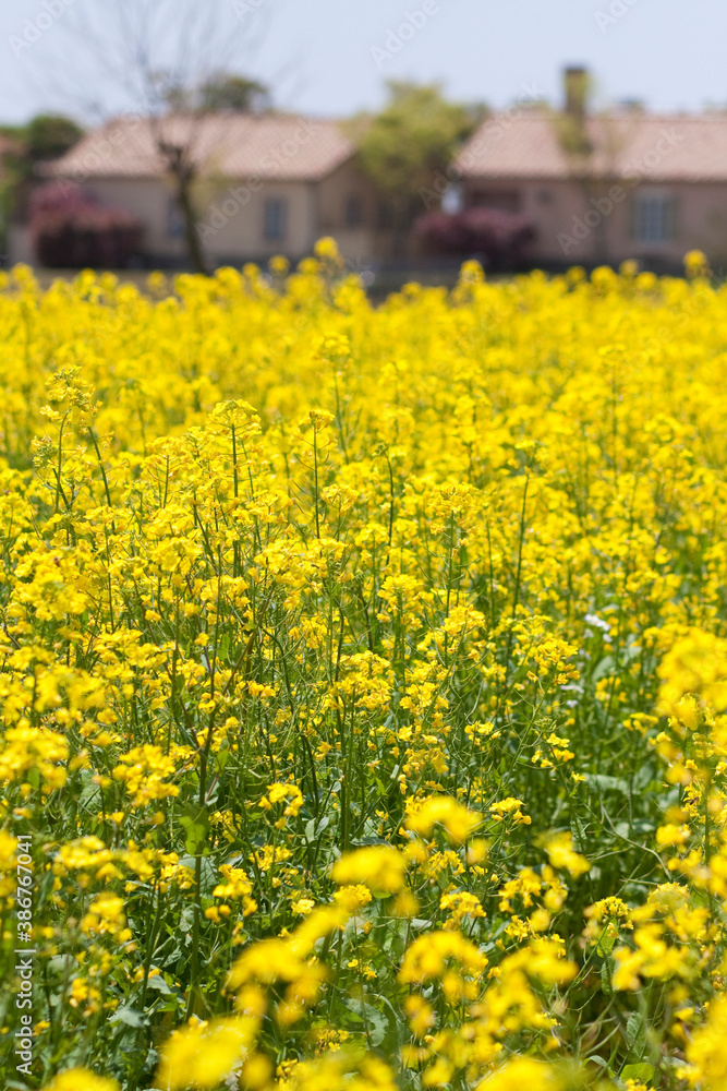 菜の花畑菜の花畑 菜の花畑菜の花畑