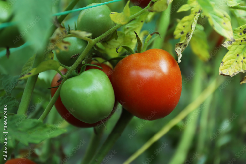 Ripening tomatoes on bush outdoors, closeup view