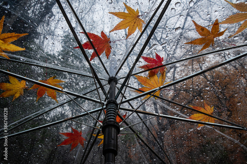 Raindrops and colorful fall leaves on umbrella.