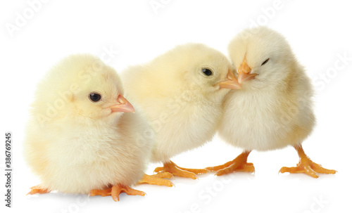 Wallpaper Mural Three cute fluffy chickens on white background Torontodigital.ca