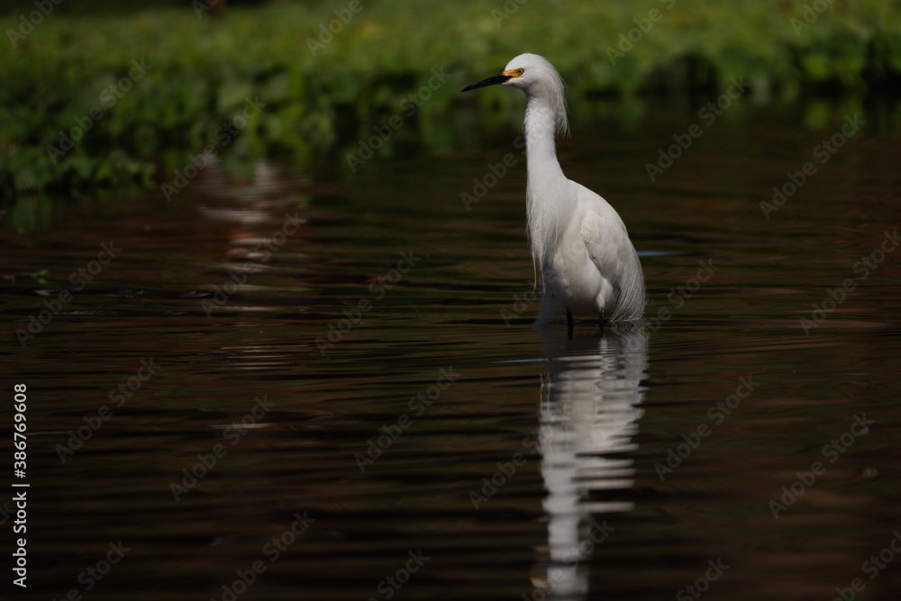 Fototapeta premium Garça com reflexo no rio escuro