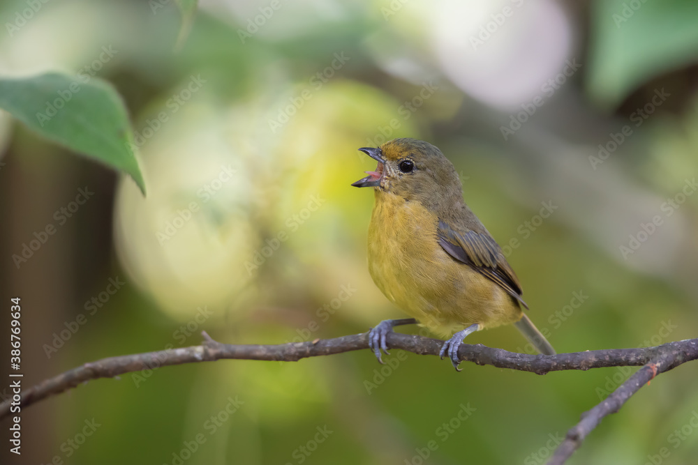 Fêmea de gaturamo-verdadeiro bocejando Fêmea de gaturamo-verdadeiro bocejando