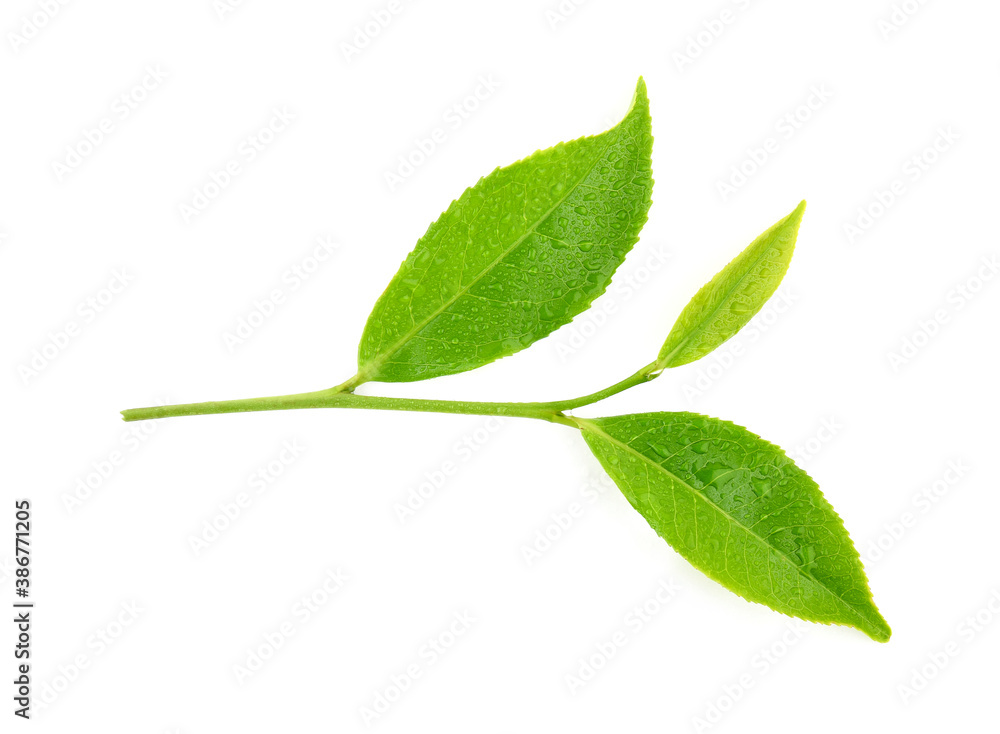 Obraz premium leaves green tea with drops of water isolated on white background
