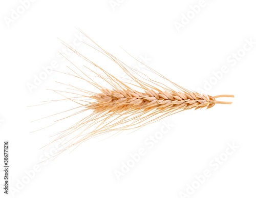Ear of barley on white background
