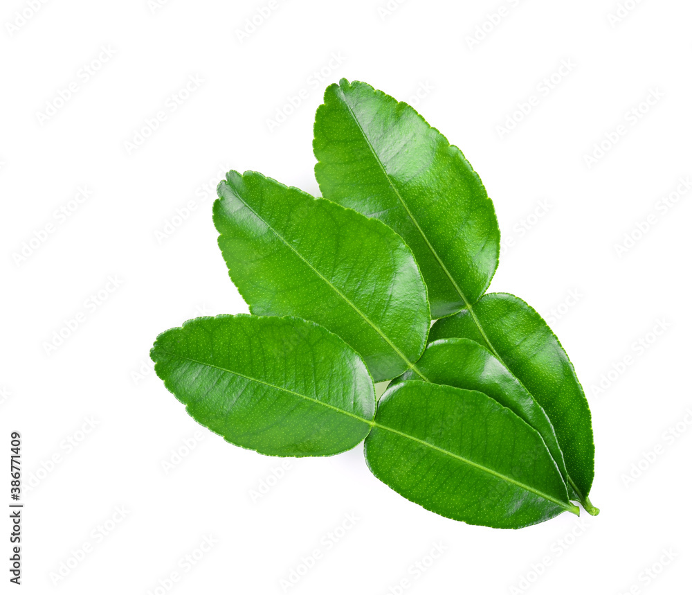 Obraz premium Kaffir lime leaf isolated on white background