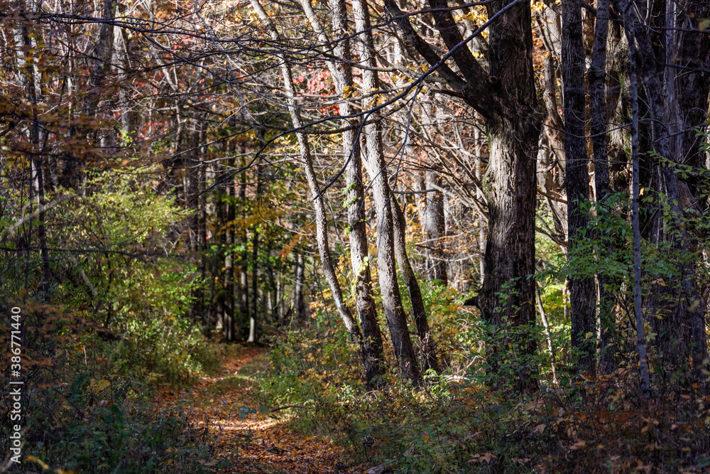 Fototapeta premium Cornwall, Ct, USA Fall foliage and autumn colors.
