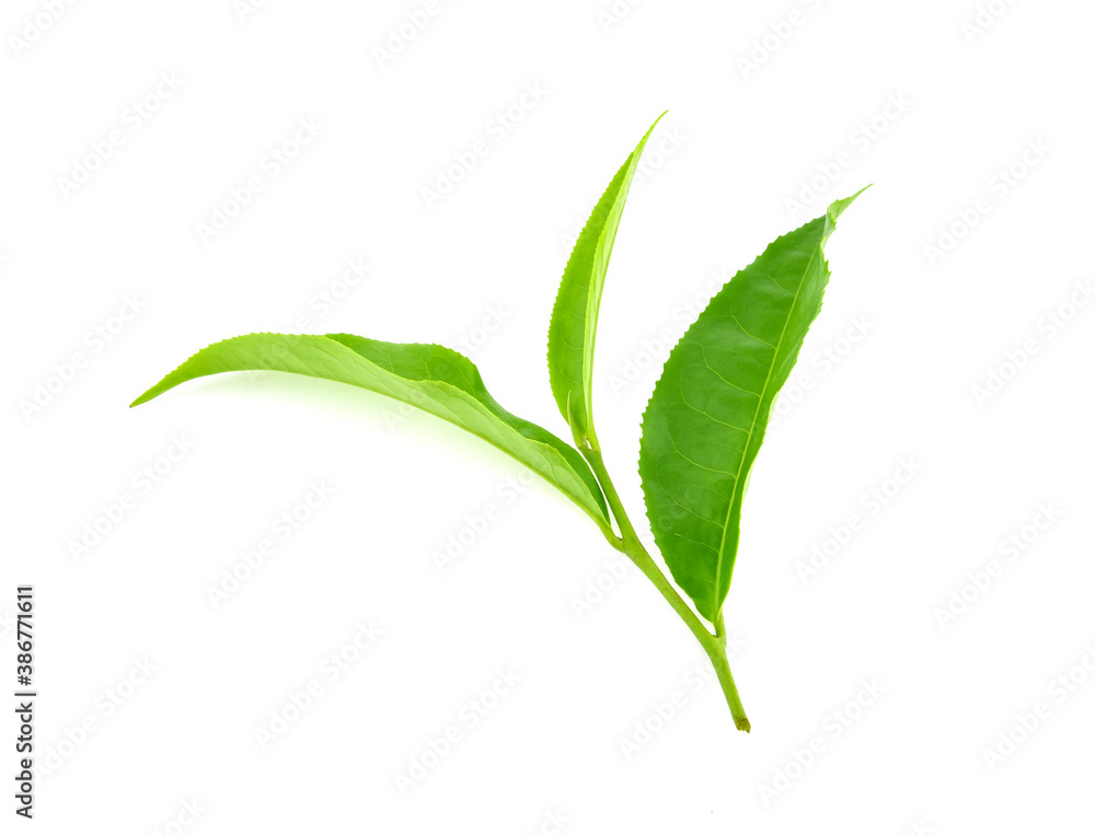Green tea leaf isolated on white background Green tea leaf isolated on white background