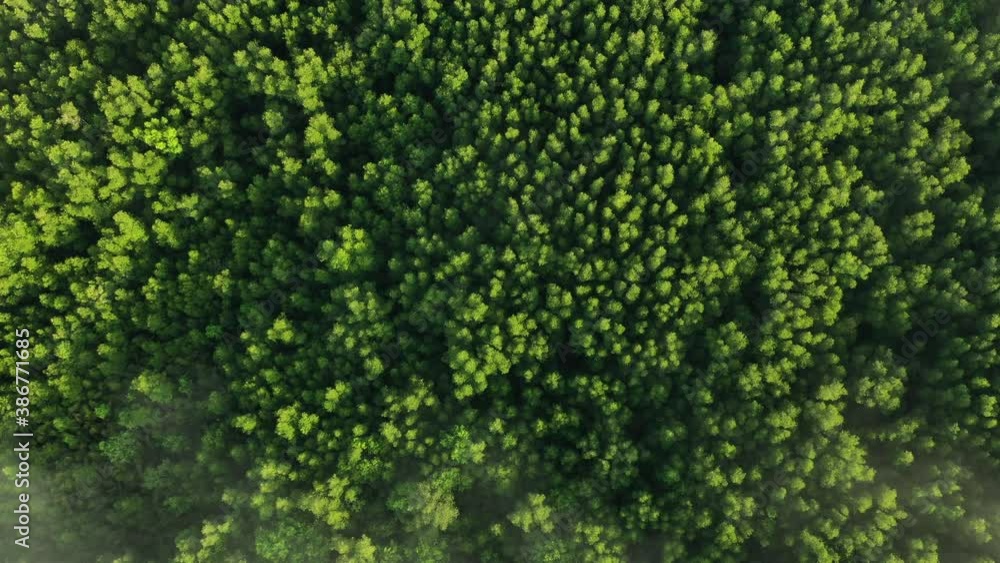 Aerial view of mangrove forest in tropical rainforest Aerial view of mangrove forest in tropical rainforest