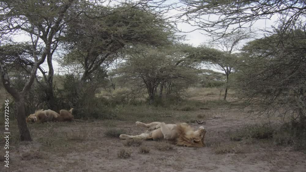 Lions in Africa 