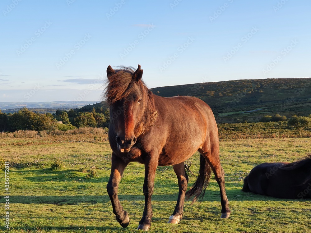 horse in the field horse in the field