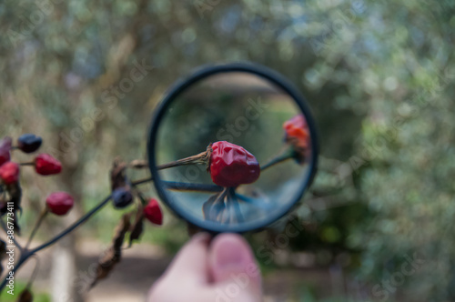 Red chilli fruit zoom by magnifier