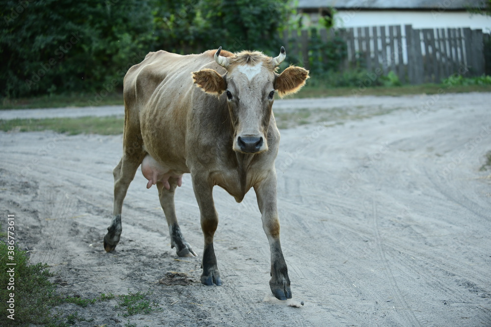 Cows return home from a pasture Cows return home from a pasture