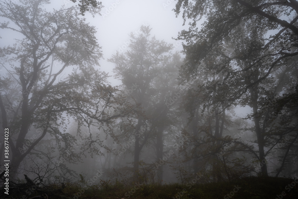 Silhouettes of the trees in misty forest on mountain in autumn spooky fog day Silhouettes of the trees in misty forest on mountain in autumn spooky fog day