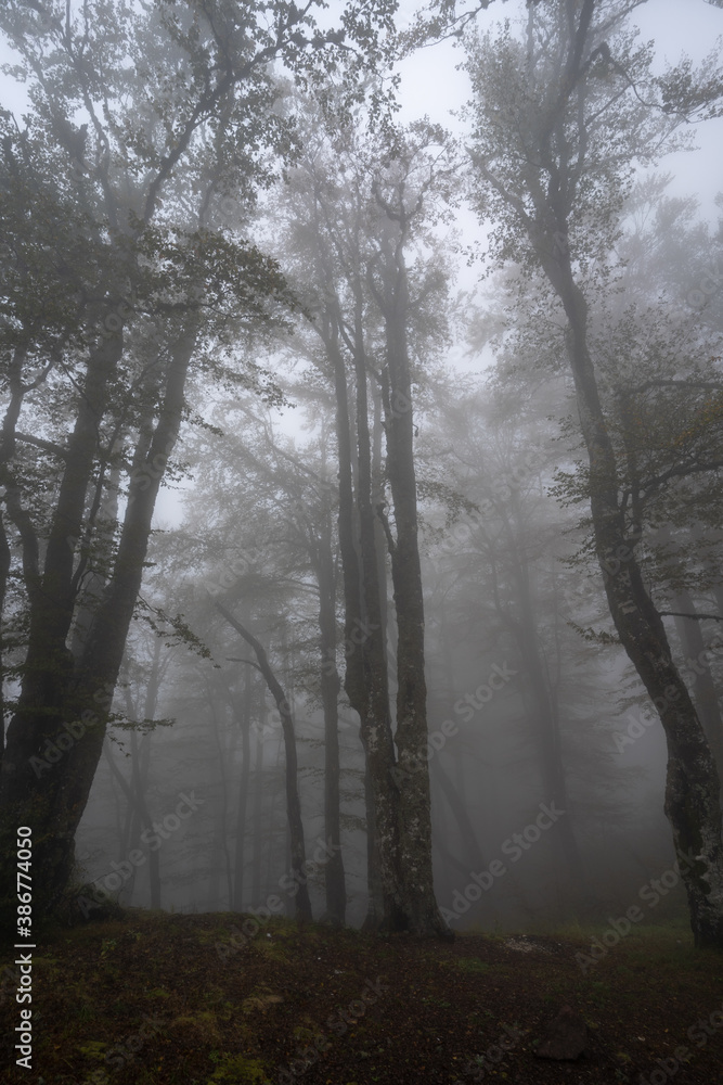 Silhouettes of the trees in misty forest on mountain in autumn spooky fog day Silhouettes of the trees in misty forest on mountain in autumn spooky fog day
