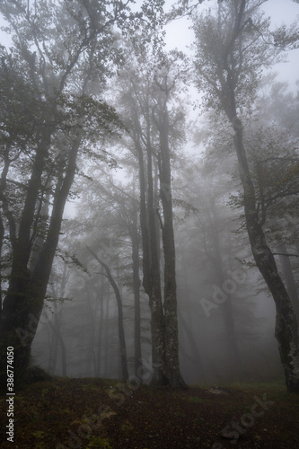Silhouettes of the trees in misty forest on mountain in autumn spooky fog day