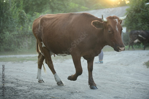 Wallpaper Mural Cows return home from a pasture Torontodigital.ca