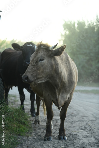 Cows return home from a pasture