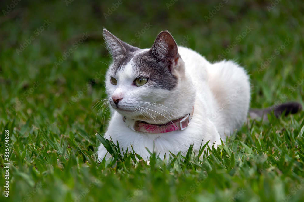 A beautiful female white cat with gray ears lying on the lawn of the house's garden at noon. Sunbathing time. Animal world. Pet lover. Animal lover. Cat. Lover.