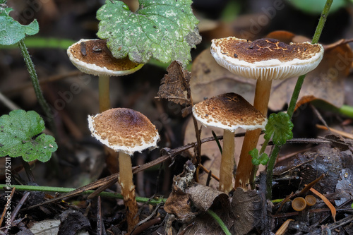 Fotografie The Chestnut dapperling (Lepiota castanea) is an deadly poisonous mushroom