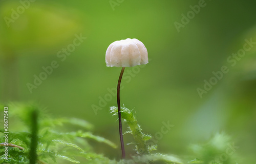 The Marasmius wettsteinii is an inedible mushroom