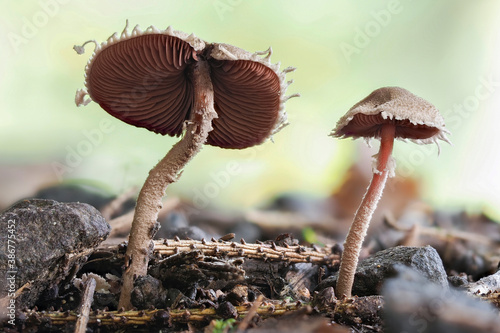 The Redspored Dapperling (Melanophyllum haematospermum) is an inedible mushroom photo