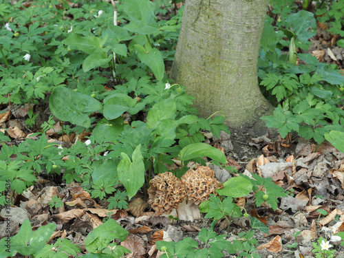 The Yellow Morel (Morchella esculenta) is an edible mushroom photo