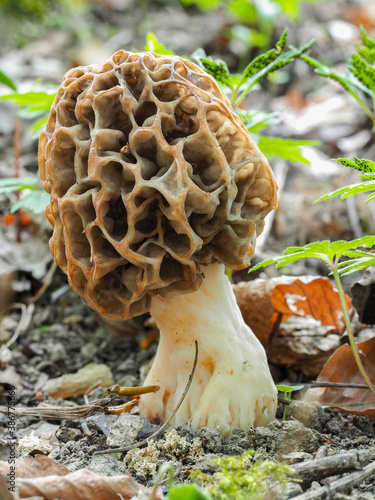 The Yellow Morel (Morchella esculenta) is an edible mushroom photo