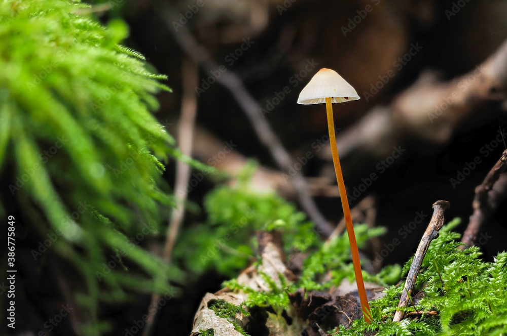The Saffrondrop Bonnet (Mycena crocata) is an inedible mushroom The Saffrondrop Bonnet (Mycena crocata) is an inedible mushroom