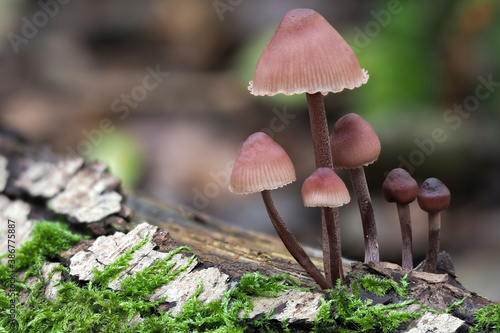 The Burgundydrop Bonnet (Mycena haematopus) is an inedible mushroom photo