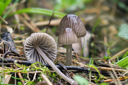 The Bonnet (Mycena species) is an inedible mushroom