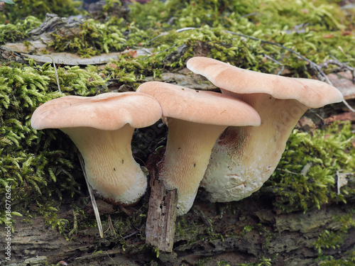 The Neolentinus cyathiformis is an inedible mushroom photo