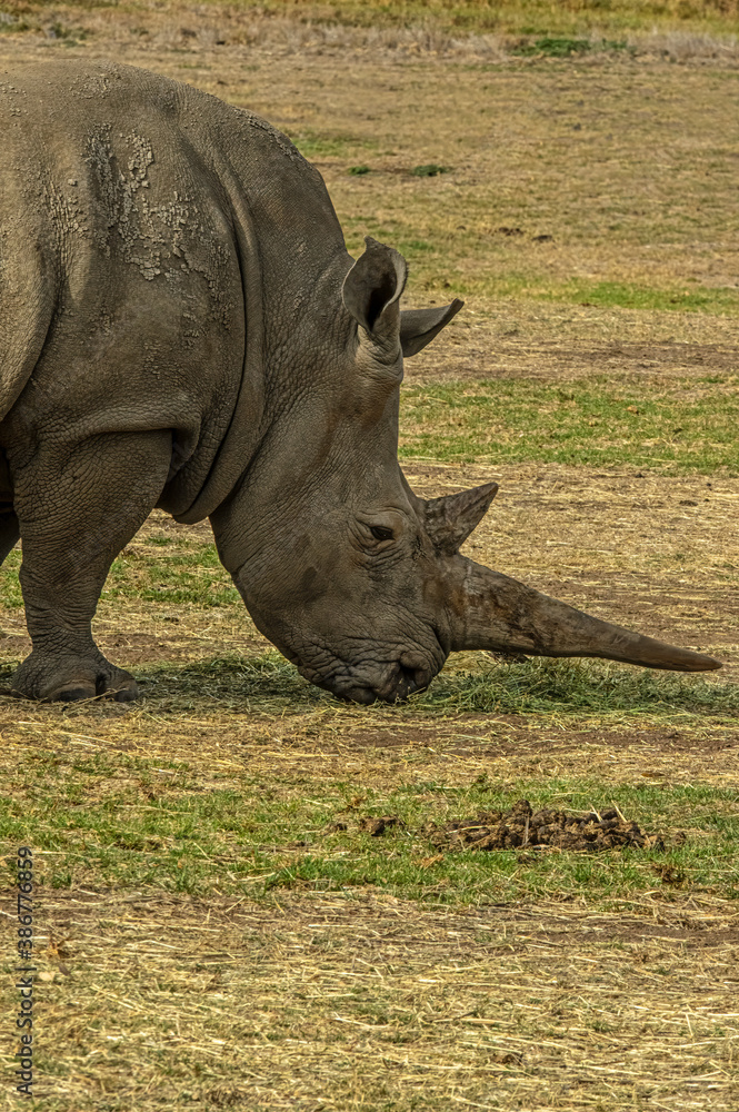 Long Horned Rhinos vert Long Horned Rhinos vert