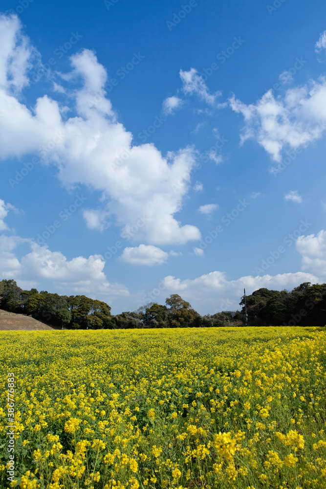 展海峰の菜の花 展海峰の菜の花