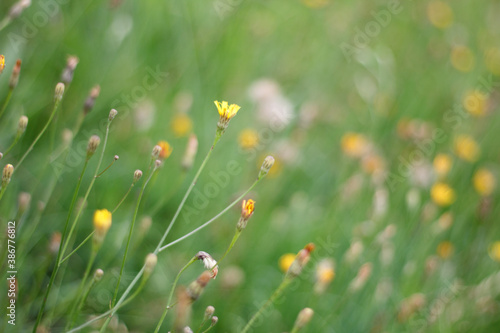 Meadow with flowers  green grass © sanzios