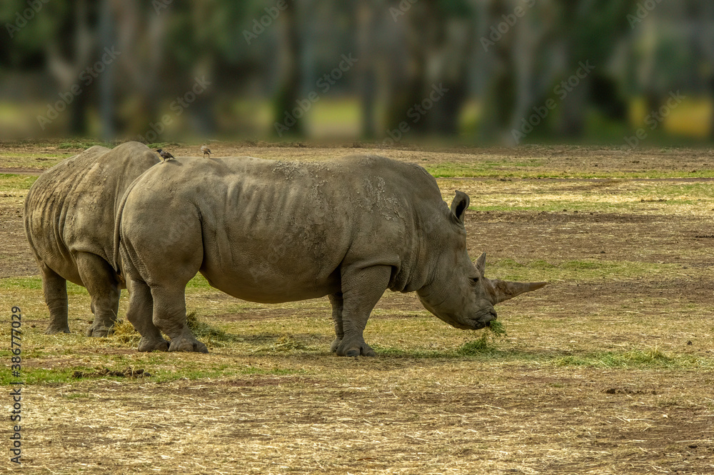 Two Rhinos Grazing Two Rhinos Grazing