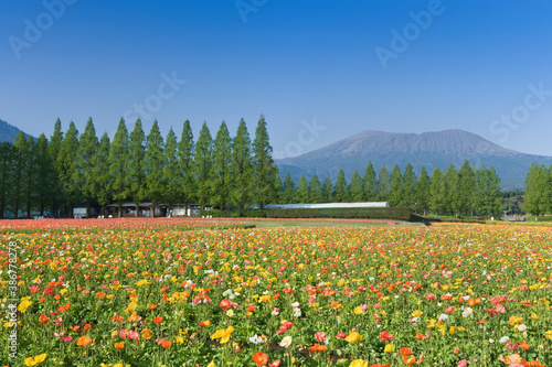 生駒高原の花畑