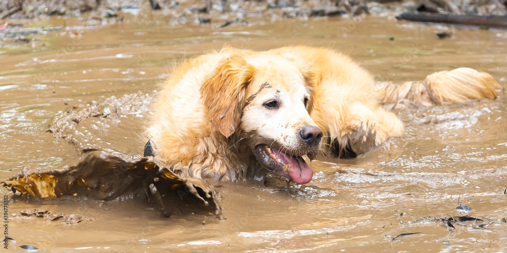 A dirty Golden Retriever dog in a muddy puddle A dirty Golden Retriever dog in a muddy puddle