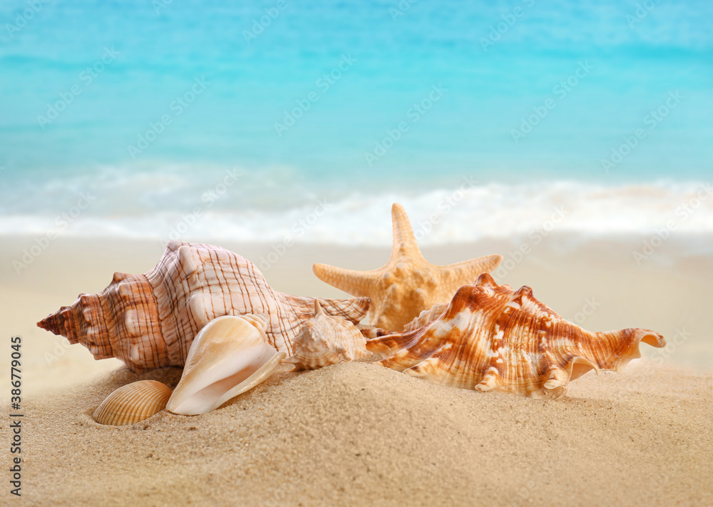 Beautiful exotic sea shells on sandy beach - obrazy, fototapety, plakaty 