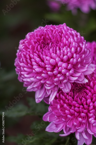 Background of pink chrysanthemums with a copy of the space. Beautiful bright chrysanthemums bloom in autumn in the garden. Large pink chrysanthemums in raindrops