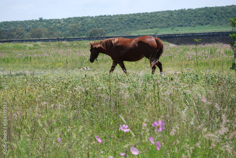 horse in the meadow