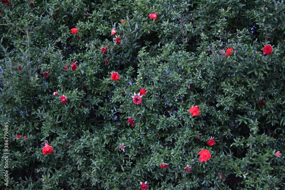 Fototapeta premium pomegranate