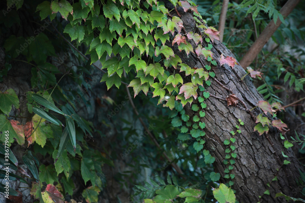 ツタの絡まる森の木