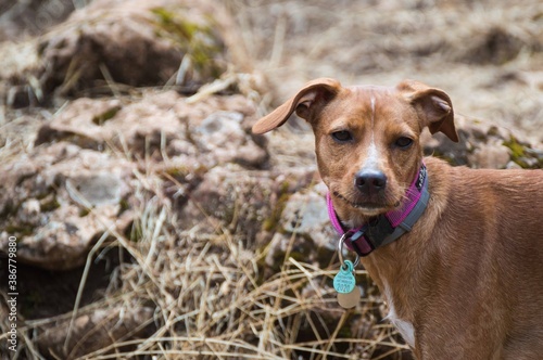 Perro en el campo