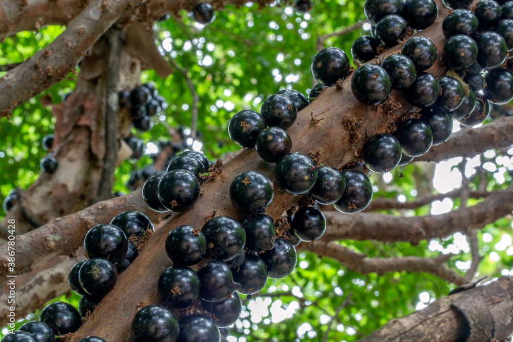 Jaboticaba is the native Brazilian grape tree. Jabuticaba in the tree ...