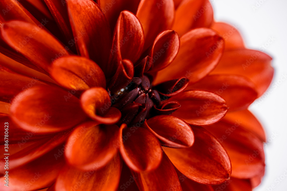 Close up of center of orange petal dahlia 