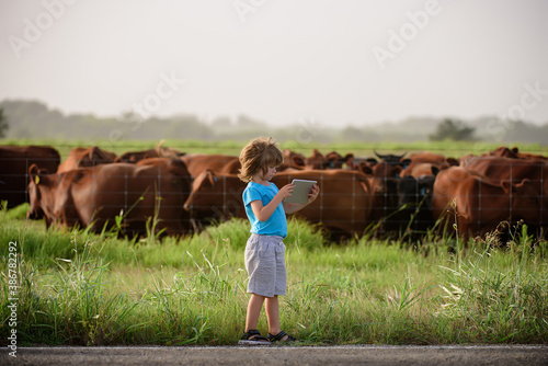 Canvas-taulu Little farmer holding tablet near cows farm