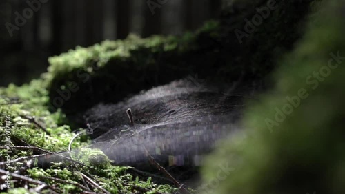 A spider web in a tree hollow blowing in the wind
