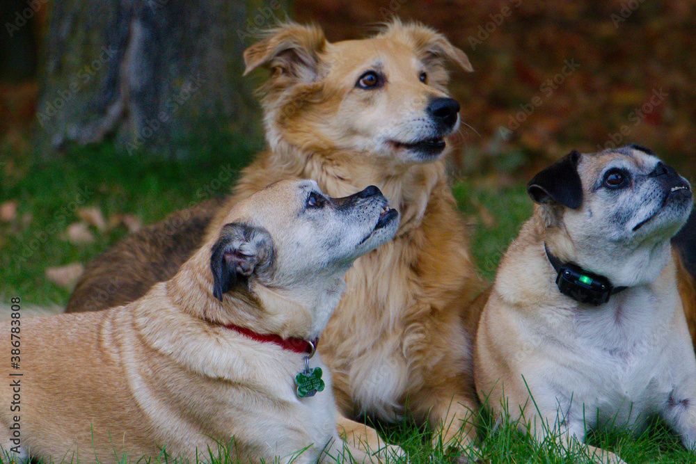 group of golden retriever and pug