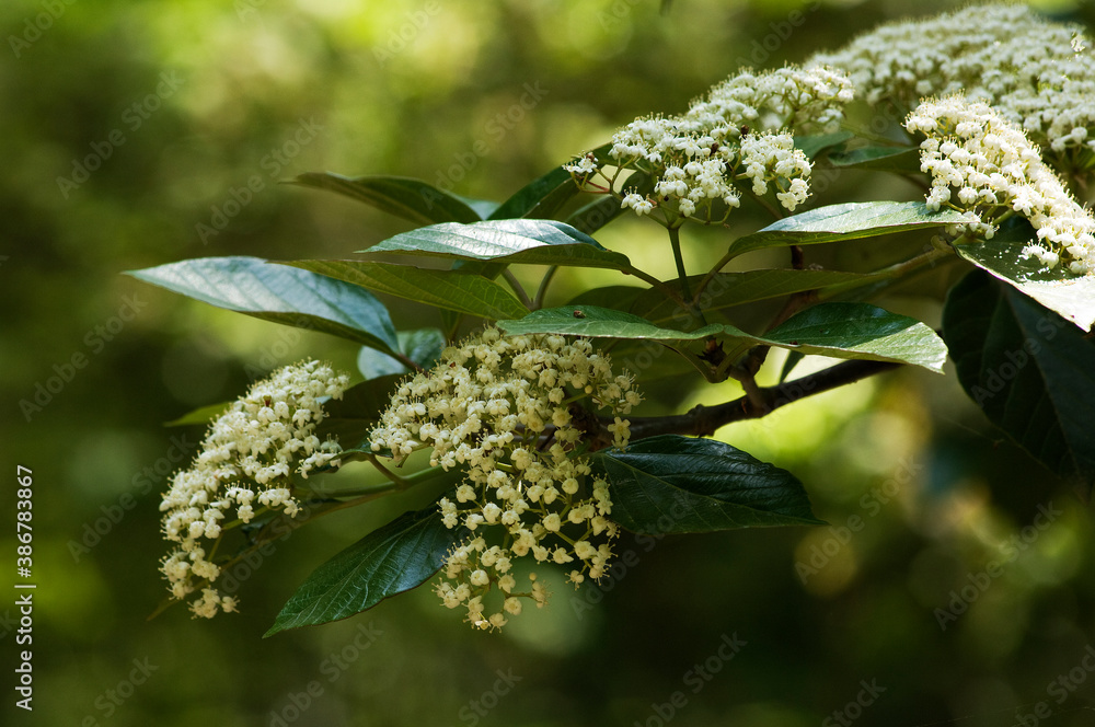 白くて小さな花のハクサンボク 白くて小さな花のハクサンボク